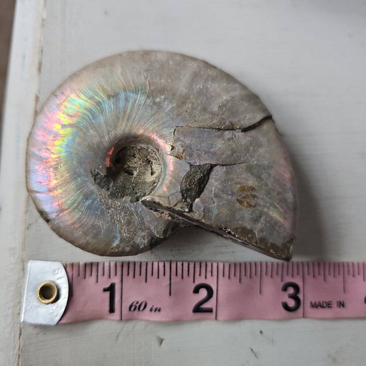 Ammolite Crystal #3 - Studio Selyn