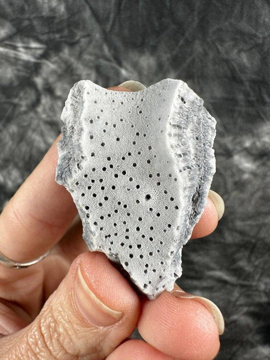 Blue Coral Crystal #567 - Studio Selyn