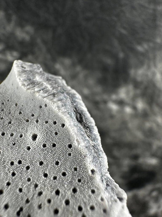 Blue Coral Crystal #567 - Studio Selyn