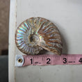 Load image into Gallery viewer, Ammolite Crystal #2 - Studio Selyn
