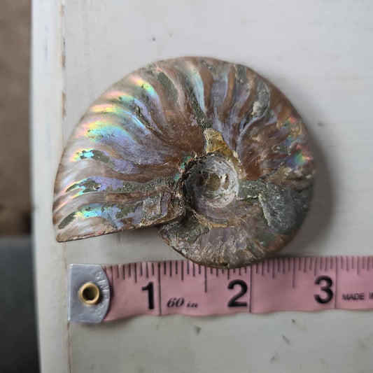 Ammolite Crystal #2 - Studio Selyn