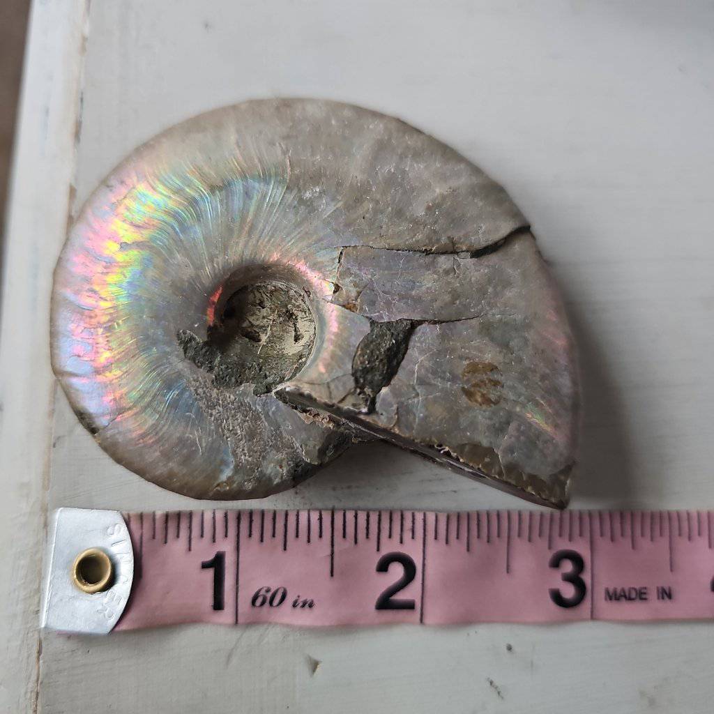 Ammolite Crystal #3 - Studio Selyn