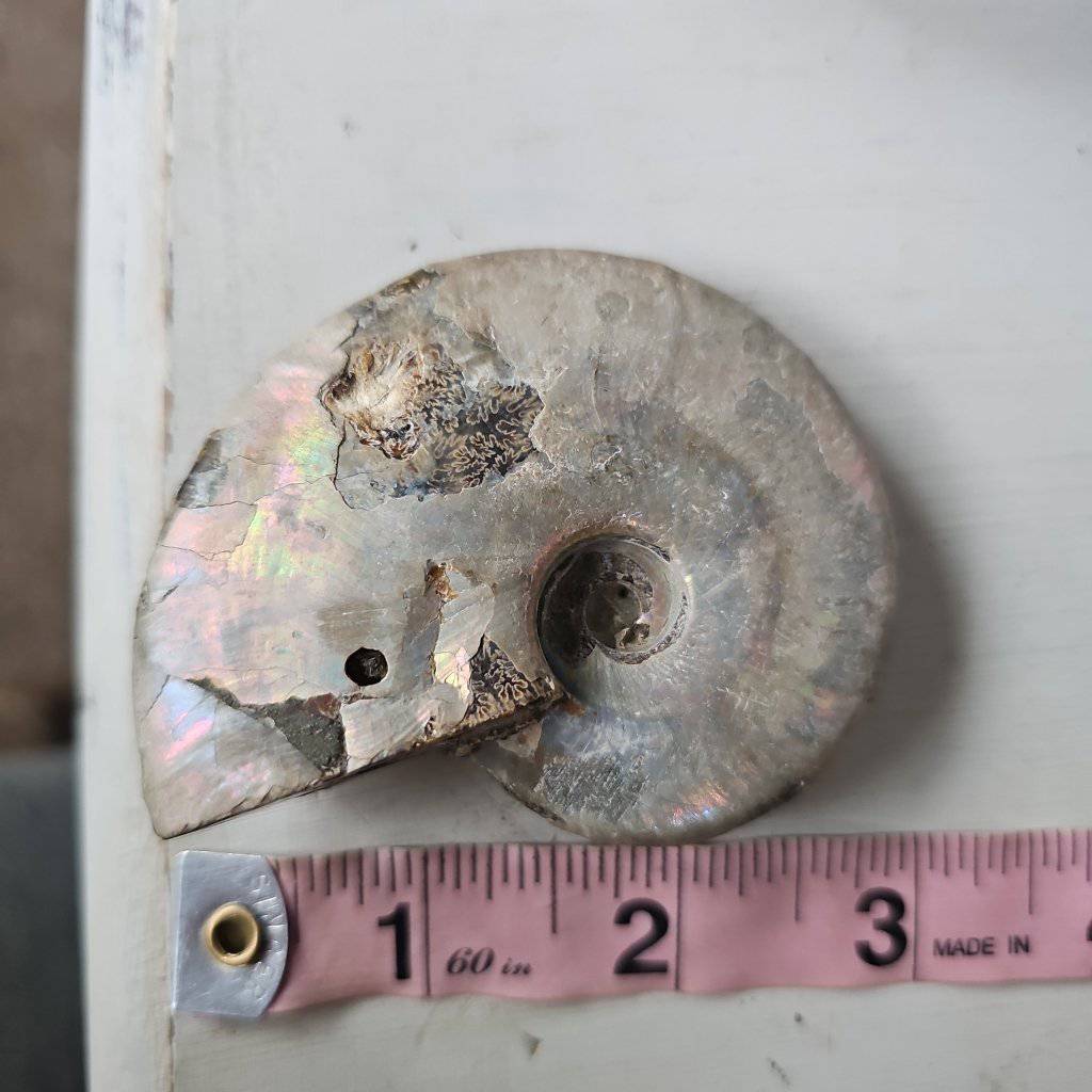 Ammolite Crystal #3 - Studio Selyn