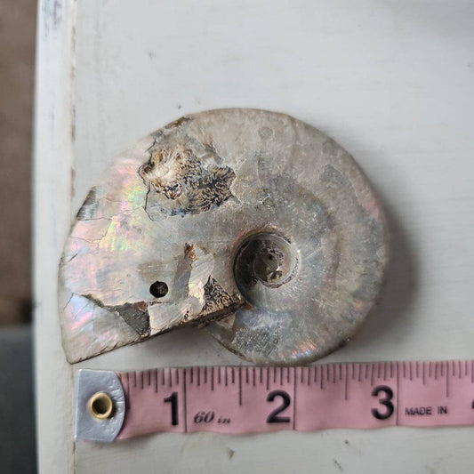 Ammolite Crystal #3 - Studio Selyn