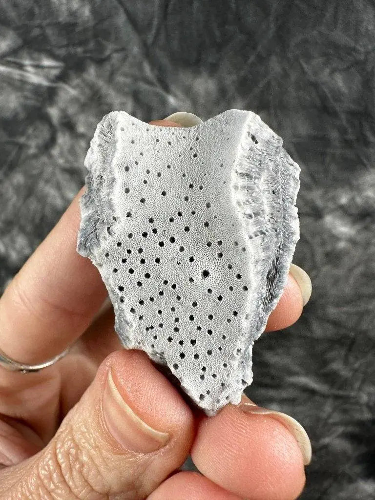 Blue Coral Crystal #567 - Studio Selyn